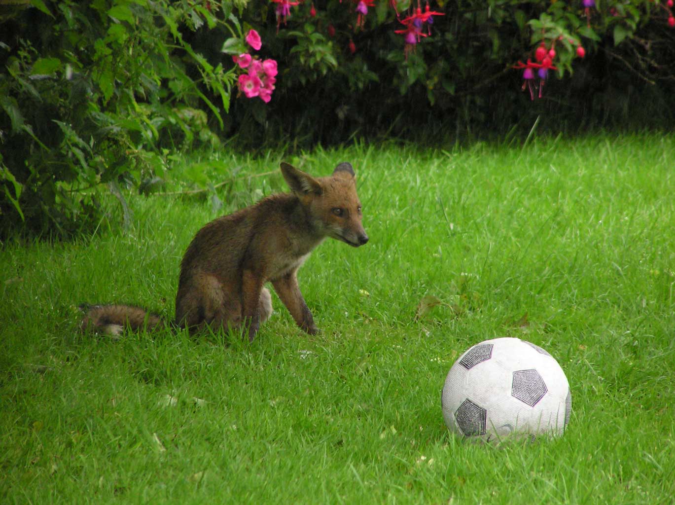 A young fox on the lawn near The Studio