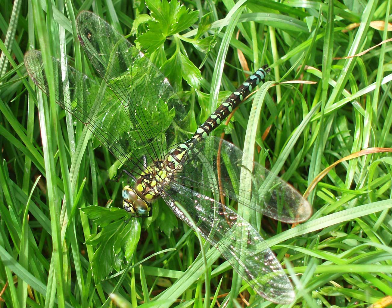Dragonfly in the Back Field